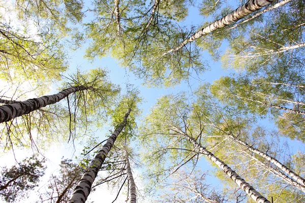 stock image Aspen forest