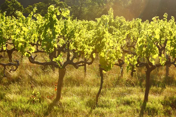Viñas de uva, Stellenbosch, Sudáfrica —  Fotos de Stock
