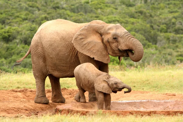 Mamma och baby afrikansk elefant, Sydafrika Stockbild
