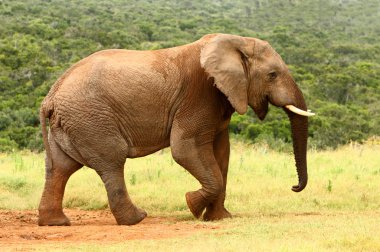 African elephant, South Africa clipart