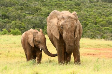 Mother and baby African elephant, South Africa clipart