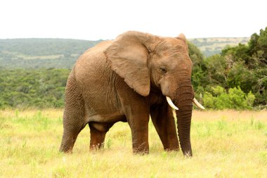 Large African elephant, South Africa clipart
