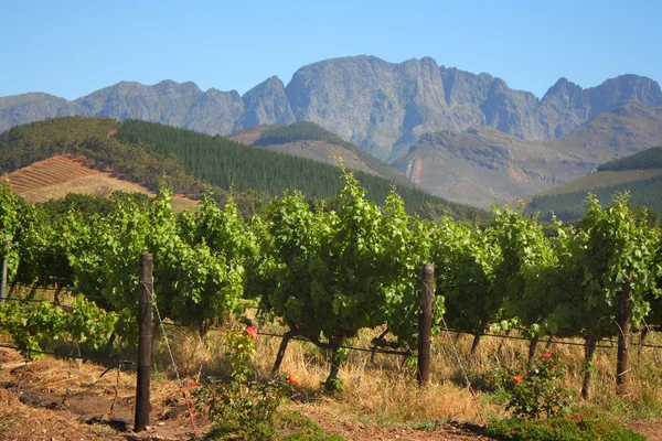 Wijngaard, montague, route 62, Zuid-Afrika — Stockfoto