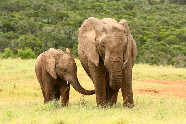 Mãe e bebê elefante africano, África do Sul — Fotografia de Stock