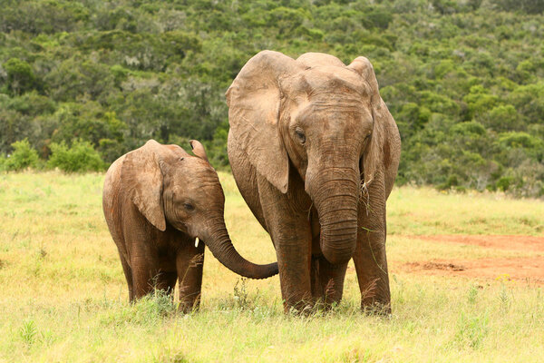 Mother and baby African elephant in a national park, South Africa