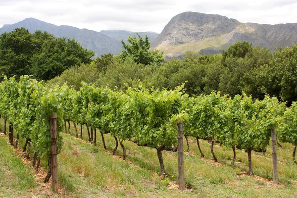 Vineyard surrounded by mountains, Route 62, South Africa — Stock Photo, Image