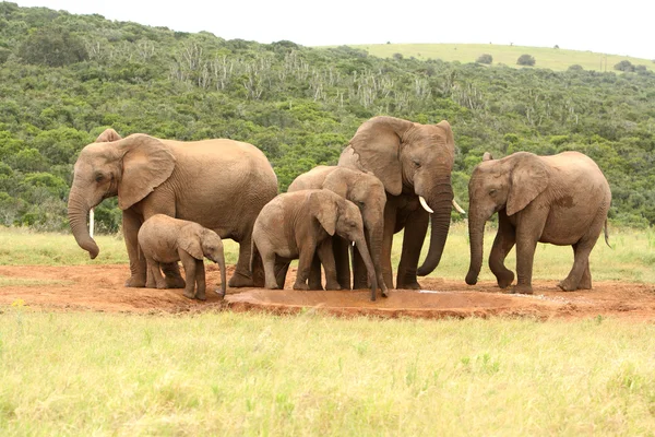 Familie van Afrikaanse olifanten, Zuid-Afrika — Stockfoto