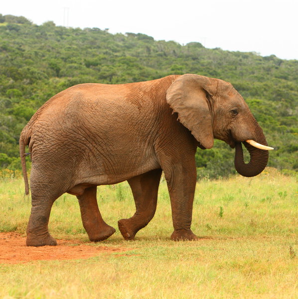 Large African elephant in a national park, South Africa