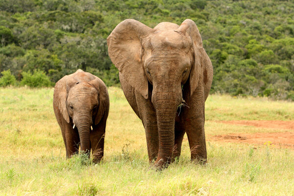 Mother and baby African elephant in a national park, South Africa