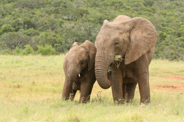 Mãe e bebê elefante africano, África do Sul — Fotografia de Stock