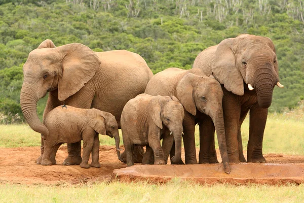 アフリカ象、南アフリカ共和国の家族 ストック画像