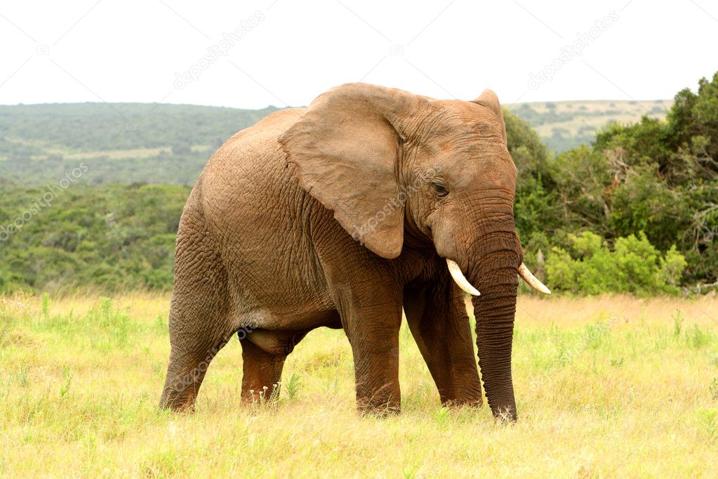 Large African elephant, South Africa