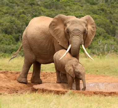 Mother and baby African elephant, South Africa clipart
