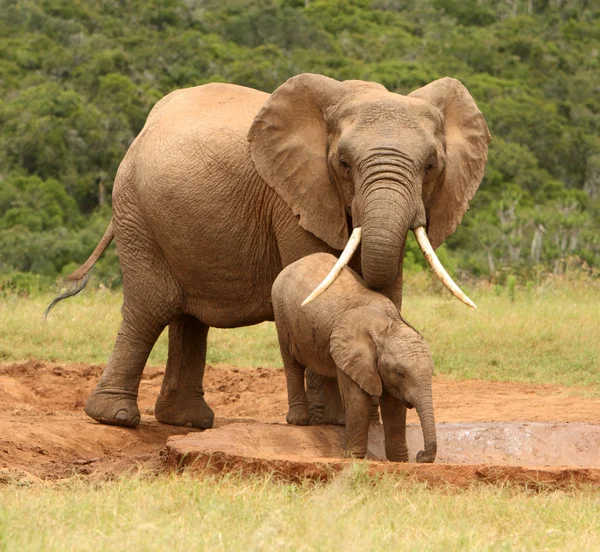 Elefante africano madre e bambino, Sudafrica — Foto Stock