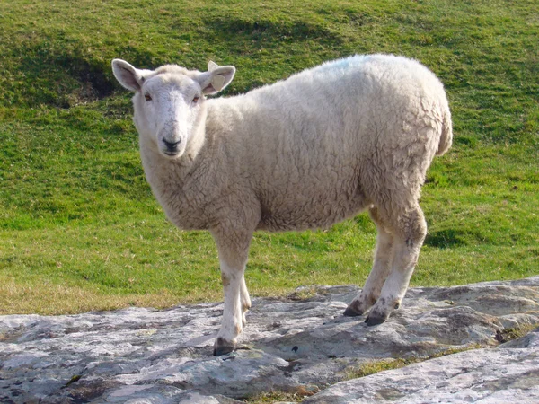 Schafe in irischer Landschaft — Stockfoto