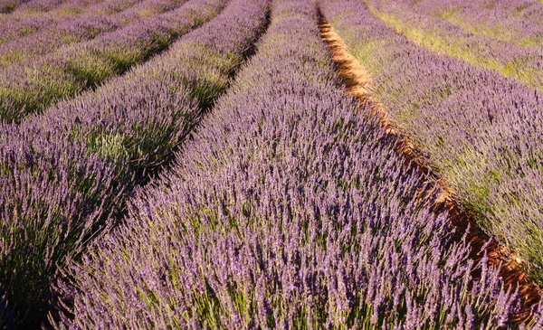 stock image Lavender field, Franschhoek, South Africa