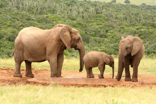 Rodzina słonie afrykańskie, Republika Południowej Afryki Obrazek Stockowy