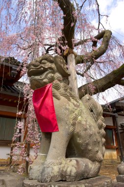 Statue of dog guard komainu under sakura tree clipart