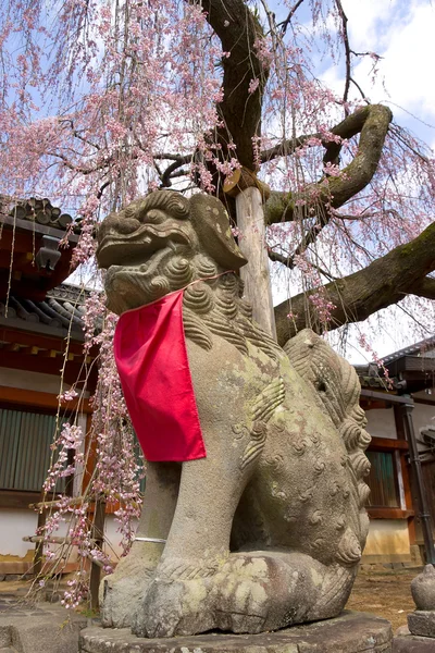 Statue des Hundewächters Komainu unter einem Sakura-Baum — Stockfoto