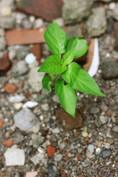 stock image Green Leaf Baby cayenne pepper