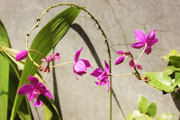 Пурпурна квітка наземних орхідей — стокове фото