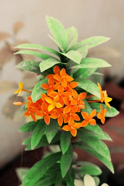 Ixora Stricta Flower — Stock Photo, Image