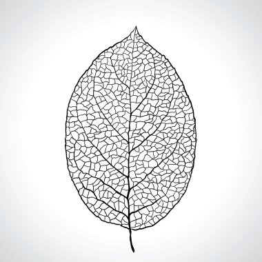 Black macro leaf natural isolated. Vector illustration.