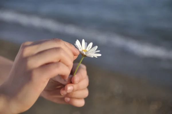 Daisy in a girl's hand — Stock Photo, Image