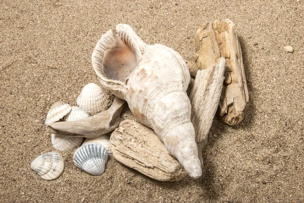 stock image Conch shell