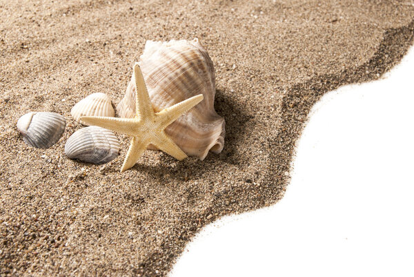 Beach concept with seashells, conch shell and starfish on the sand