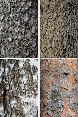 Collection of tree bark texture