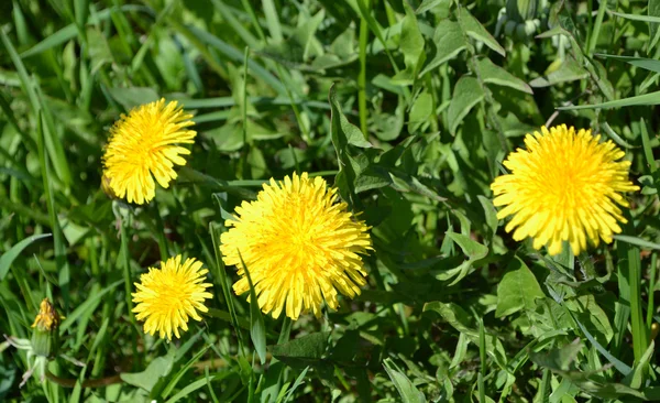 stock image Dandelions