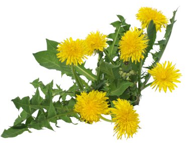 Dandelions çiçekler