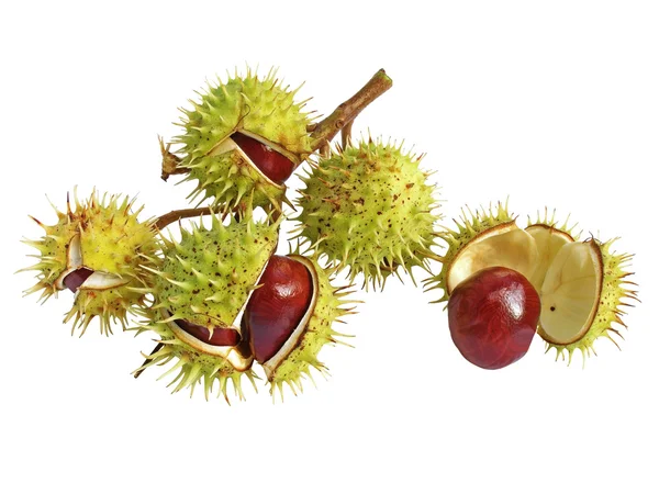 stock image Branch of chestnuts