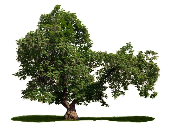 Catalpa bignonioides - πούρο δέντρο — Φωτογραφία Αρχείου