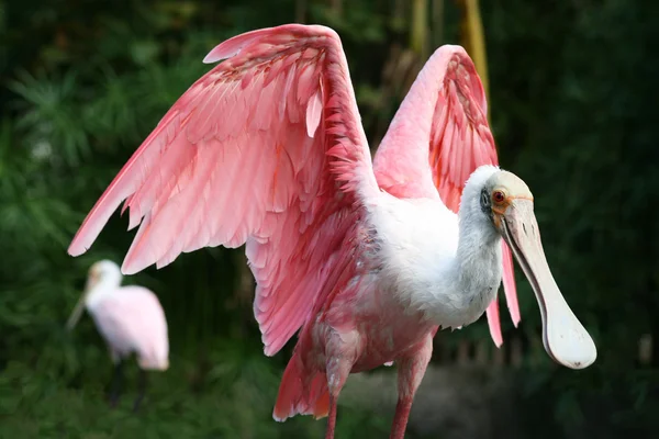 色彩鲜艳的粉红色鸟 — 图库照片
