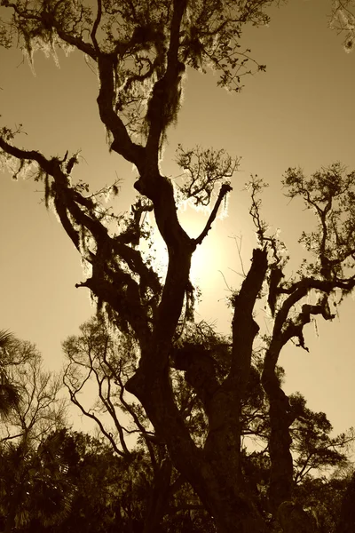 西班牙苔藓覆盖树 — 图库照片