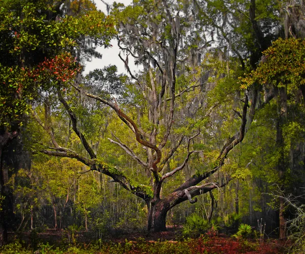 Florida canlı meşe ağacı — Stok fotoğraf