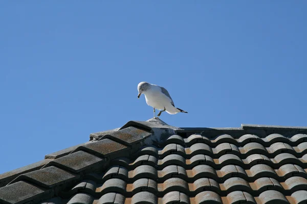 stock image Seagull on rooftop