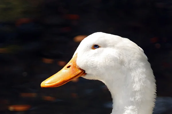 Nahaufnahme von weißer Ente — Stockfoto