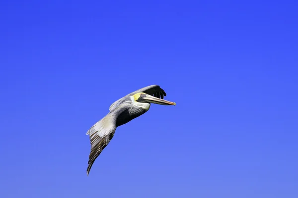 Pelican in Flight — Stock Photo, Image