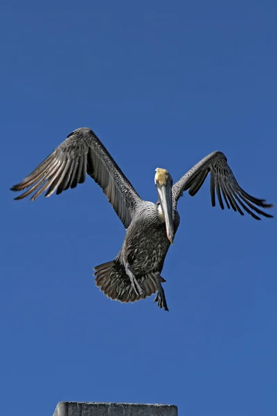 Pelicano em voo — Fotografia de Stock