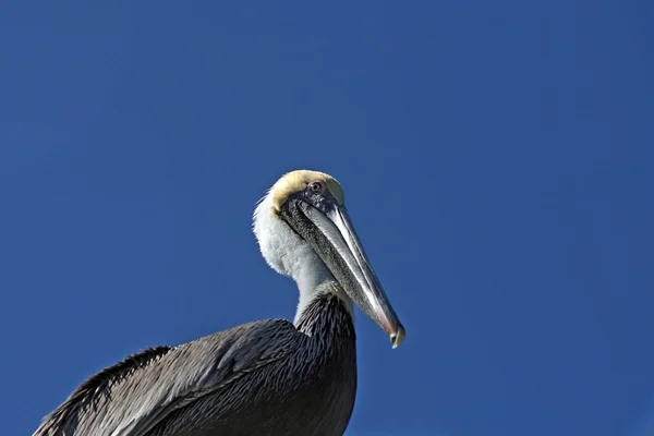 Nahaufnahme eines Pelikans — Stockfoto