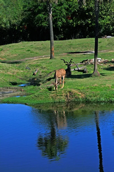A floridai Jacksonville állatkertben antilop — Stock Fotó