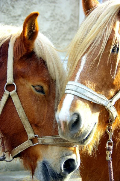 Miłości do koni — Zdjęcie stockowe