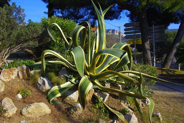 agave americana