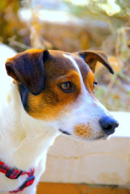 jack Russel terrier