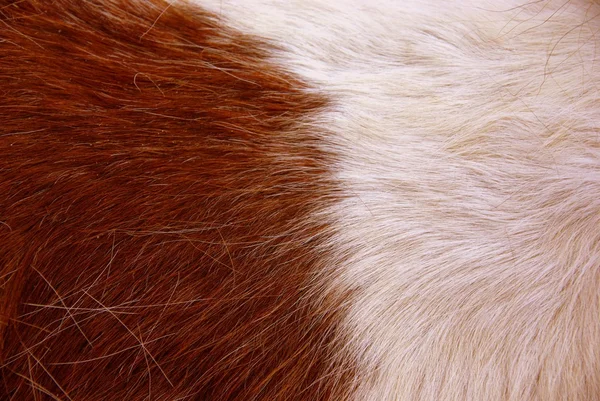 The two-colored coat of a pony — Stock Photo, Image