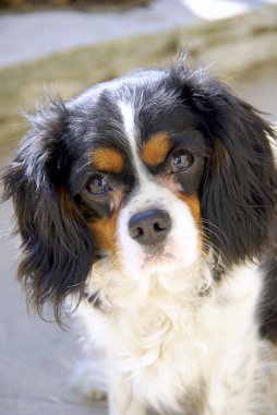 Cavalier king charles clipart