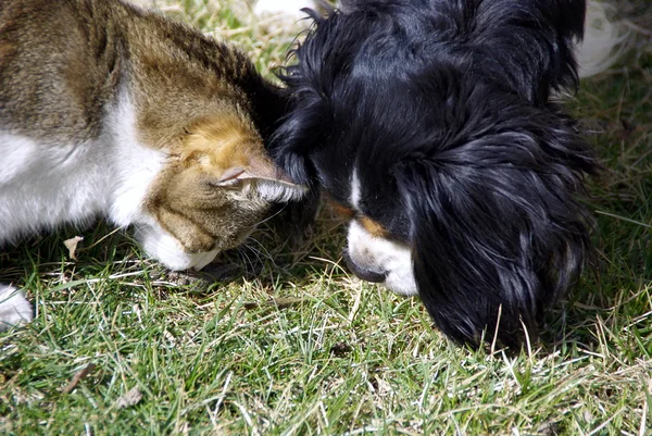 stock image Amitié chat et chien